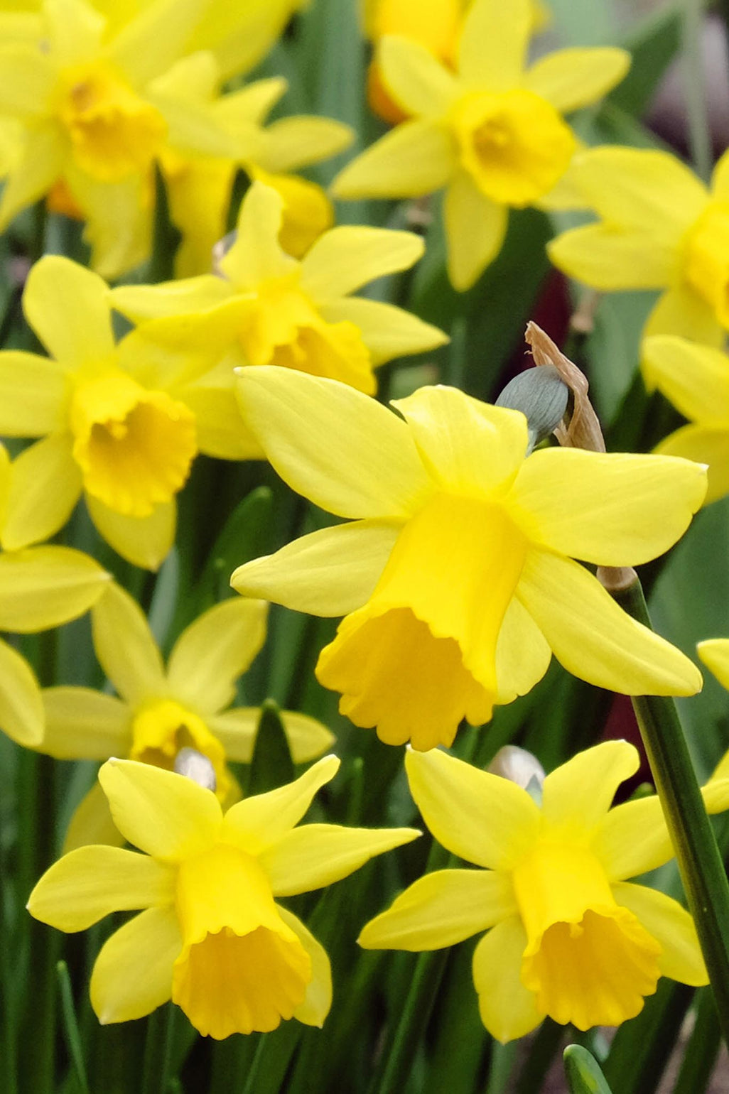 files/Narcissusteteatete.jpg